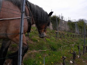 Cheval