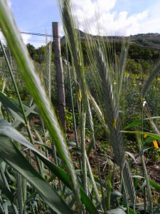Seigle en début de floraison