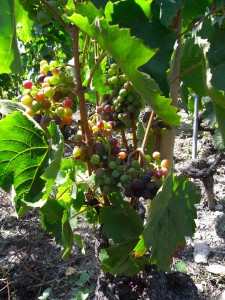 véraison2010