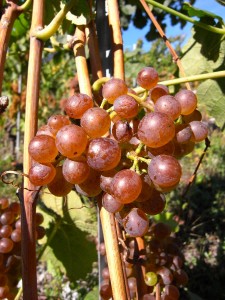 marsanne