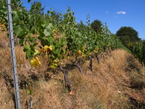 Sécheresse et canicule en 2015