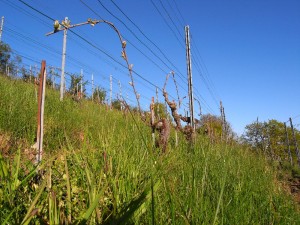 Palissage en arcure