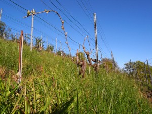 Palissage en arcure 