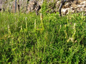 Orchis bouc juste avant la fleur