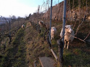 Moutons de la race skudden